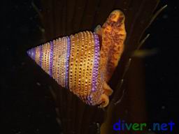 Calliostoma annulatum  (Purple-ringed Top Snail) on Macrocystis pyrifera (Giant Kelp)