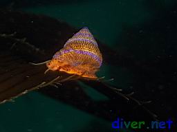 Calliostoma annulatum  (Purple-ringed Top Snail) on Macrocystis pyrifera (Giant Kelp)