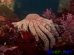 Pycnopodia helianthoides (Sunflower Sea Star)