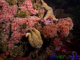 Pisaster giganteus (Giant Spined Star) & Corynactis californica (Club-tipped Anemone, Strawberry Anemone)