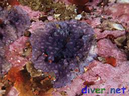 Disporella separata (Purple Encrusting Bryozoan)