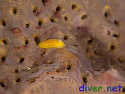 Doriopsilla albopunctata on Spheciospongia confoederata (Gray Moon Sponge) with barnacles feeding through openings