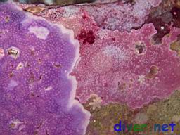 Stylantheca spp. (Encrusting Hydrocoral)  on the left & Crustose corallines (Encrusting Coralline Algae) on the right