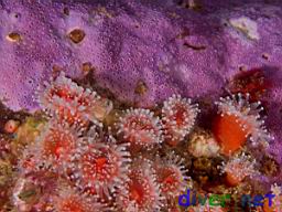 Stylantheca spp. (Encrusting Hydrocoral) and Corynactis californica (Club-Tipped Anemones)
