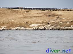 Cormorants on the West End of San Nicolas Island