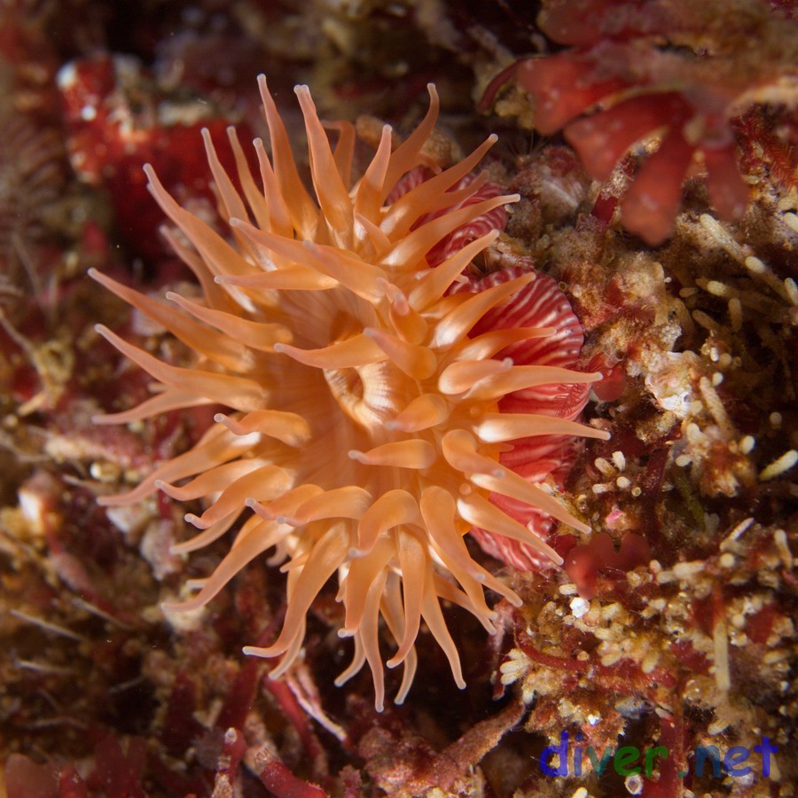 Caryophyllia alaskensis (Tan Cup Coral) at 3 mile reef, San Nicolas Island, California