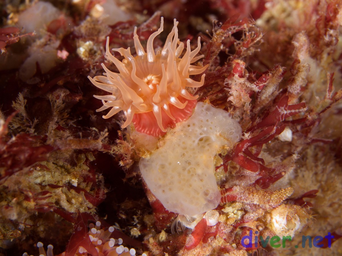 Caryophyllia alaskensis (Tan Cup Coral) at 3 mile reef, San Nicolas Island, California