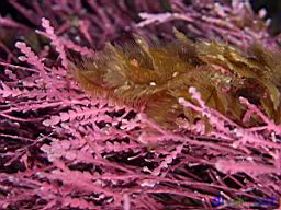 Calliarthron tuberculosum (Articulated coralline algae) & Aglaophenia struthionides (Ostrich-plumed Hydroid)
