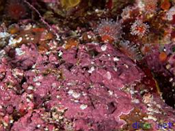 Balanus crenatus (Small White Barnacles) & Megabalanus californicus (California Barnacle) on Crustose corallines (Encr
