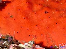 Ophlitaspongia pennata (Red encrusting sponge)