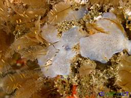 unkonown white sponge and Aglaophenia struthionides (Ostrich-plumed Hydroid)
