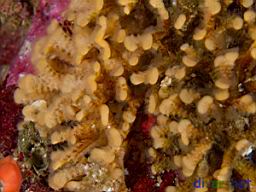 Diaperoecia californica (Southern Staghorn Bryozoan)