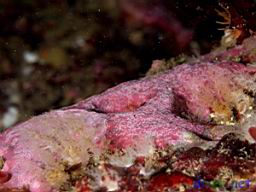Crustose corallines (Encrusting Coralline Algae)