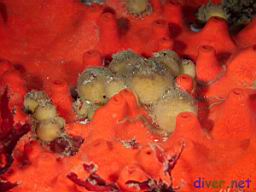 Unknown ball sponge surrounded by Acarnus erithacus (Red Volcano Sponge)