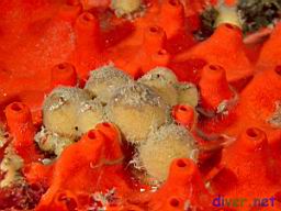 Unknown ball sponge surrounded by Acarnus erithacus (Red Volcano Sponge)