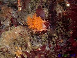 Cucumaria miniata (Oranfge Sea Cucumber)