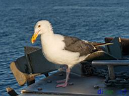 Sea Gull on the bow