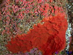Ophlitaspongia pennata (Red encrusting sponge) & Corynactis californica