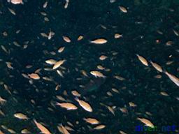 Juvenile Rockfish