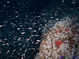 Juvenile Rockfish, Metridium senile (White Anemone), Ophlitaspongia pennata (Red encrusting sponge)