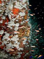 Metridium senile (White Anemone), Crassedoma giganteum (Rock Scallop), Obelia sp. (Hydroids), Metridium senile (White Anemone),& Ophlitaspongia pennata (Red encrusting sponge),  Juvenile Rockfish