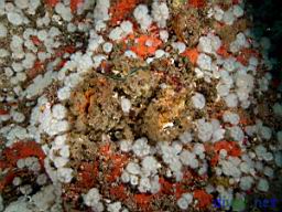 Crassedoma giganteum (Rock Scallop), Obelia sp. (Hydroids), Metridium senile (White Anemone),& Ophlitaspongia pennata (Red encrusting sponge)