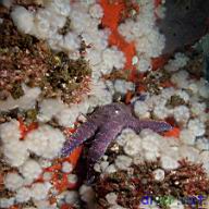 Pisaster ochraceus (Ochre Sea Star), Metridium senile (White Anemone), Ophlitaspongia pennata (Red encrusting sponge)