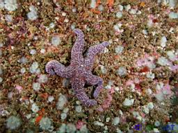 Pisaster ochraceus (Ochre Sea Star), Metridium senile (White Anemone), Crustose corallines (Encrusting Coralline Algae), Ophiothrix spiculata (Spiny Brittle Star)