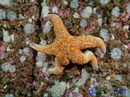 Pisaster ochraceus (Ochre Sea Star), Metridium senile (White Anemone), Crustose corallines (Encrusting Coralline Algae), Anthopleura elegantissima (Aggregating Anemone), Ophiothrix spiculata (Spiny Brittle Star)