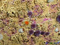 unknown yellow  encrsusting sponge, Strongylocentrotus purpuratus (Purple Sea Urchin), Balanophyllia elegans (Orange Cup Coral), Cyamon argon (Rough Orange Sponge), Metridium senile (White Anemone)
