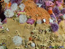 Strongylocentrotus purpuratus (Purple Sea Urchin), Balanophyllia elegans (Orange Cup Coral), Cyamon argon (Rough Orange Sponge), Metridium senile (White Anemone), Crustose corallines (Encrusting Coralline Algae), unknown yellow  encrsusting sponge
