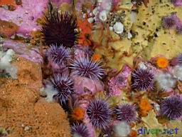 Strongylocentrotus purpuratus (Purple Sea Urchin), Strongylocentrotus franciscanus (Red Sea Urchin), Balanophyllia elegans (Orange Cup Coral), Cyamon argon (Rough Orange Sponge), Metridium senile (White Anemone), Crustose corallines (Encrusting Coralline Algae), unknown yellow  encrsusting sponge