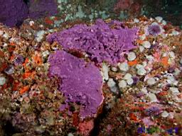 Stylantheca porphyra (Encrusting Hydrocoral), Metridium senile (White Anemone), Ophlitaspongia pennata (Red encrusting sponge), unknown tan sponge, Strongylocentrotus purpuratus (Purple Sea Urchin)