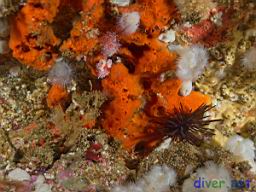 Cyamon argon (Orange Sponge), Metridium senile (White Anemone), Centrostephanus coronatus (Crowned Sea Urchin)