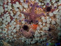 Pisaster ochraceus (Ochre Sea Star), Strongylocentrotus purpuratus (Purple Sea Urchin), Metridium senile (White Anemone), Strongylocentrotus franciscanus (Red Sea Urchin), Balanus crenatus (Small White Barnacles)