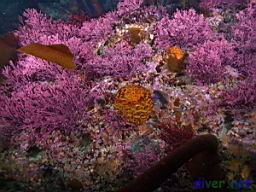 Tethya aurantia (Orange Puffball Sponge), Calliarthron tuberculosum (Articulated coralline algae)
