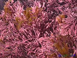 Calliarthron tuberculosum (Articulated coralline algae) & Aglaophenia struthionides (Ostrich-plumed Hydroid)