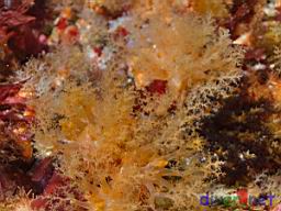 Cucumaria miniata (Oranfge Sea Cucumber)
