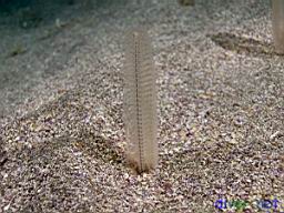 Stylatula elongata (White Sea Pen)