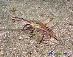 Portunus xantusii (Swimming Crab)