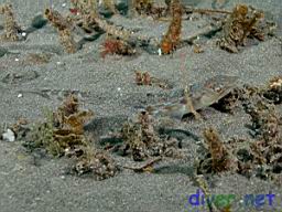 Synodus lucioceps (California Lizardfish)