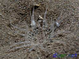 sand anemone