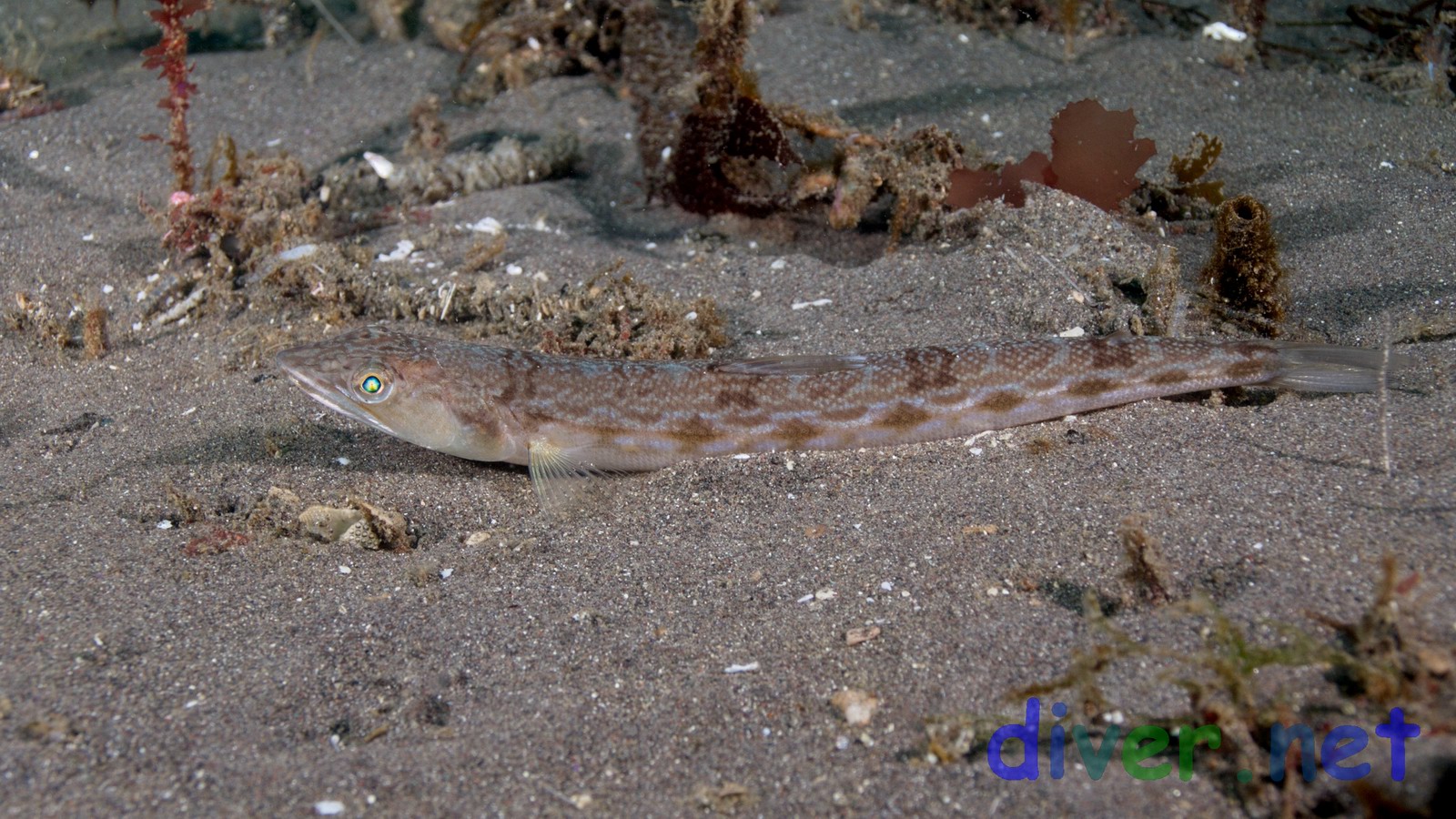 Synodus lucioceps (California Lizardfish)