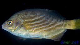 Embiotoca lateralis (Stripped Seapearch)