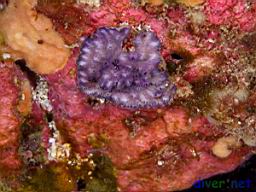 Disporella separata (Purple Encrusting Bryozoan)