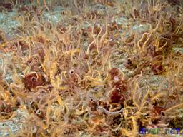 Chaetopterus sp. (Tube Worms) surrounded by Ophiothrix spiculata (Spiny Brittle Stars)