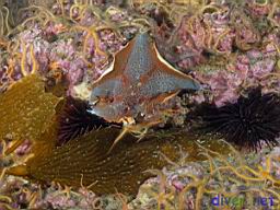 Patiria miniata (Bat Star) surrounded by Ophiothrix spiculata (Spiny Brittle Stars)