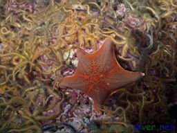 Patiria miniata (Bat Star) surrounded by Ophiothrix spiculata (Spiny Brittle Stars)