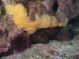 mating Aplysia californica (California Sea Hare) and large egg mass and Strongylocentrotus franciscanus (Red Sea Urchin)