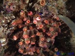 Coenocyathus bowersi (Colonial Cup Coral) and Lythrypnus dalli (Blue-banded Goby)
